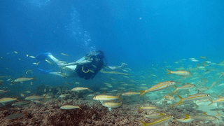 Try Snorkel and Scuba Diving Honolulu
